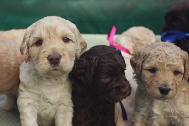 Australian Labradoodle Puppies of mixed colours