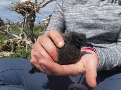 Environmental Groups Sue Maui Resort Over Endangered Seabird Injuries