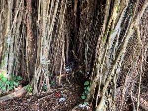 Deborah Ann Cohn-Hoomalu died inside this banyan tree in Hilo on Jan. 2.