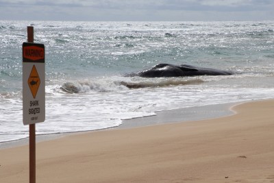 Hawaii Whale Dies With Fishing Nets, Plastic Bags In Stomach