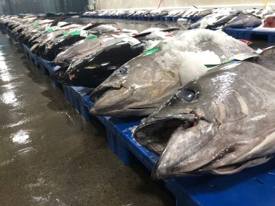 Trump Reopens Protected Hawaiian Waters To Commercial Fishing