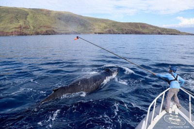 Tagging Whales Tells Researchers ‘The Story Of The Whole Ocean’