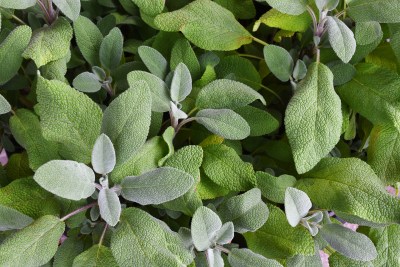 The Use Of Sage In Purification Rituals Comes At A Cost