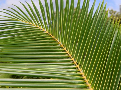 The Greatest Threat To Coconut Palms Is People