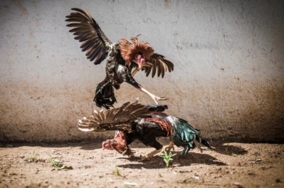 It’s Time To Take Meaningful Action Against Cockfighting