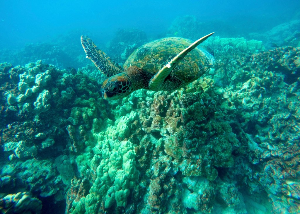 FILE -- A green sea turtle swims near coral in a bay on the west coast of the Big Island near Captain Cook, Hawaii, on Sept. 11, 2019. Taking care of Hawaii's unique natural environment costs money and now the state wants tourists to help pay for it, especially because growing numbers are traveling to the islands to enjoy the beauty of its outdoors — including some lured by dramatic vistas they've seen on social media. (AP Photo/Brian Skoloff, File)