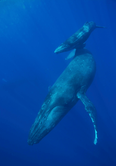 In this 2013 photo, provided by NOAA and taken off the coast of Maui, a humpback calf with its mother can be seen with wounds on its torso caused by a boat propeller.