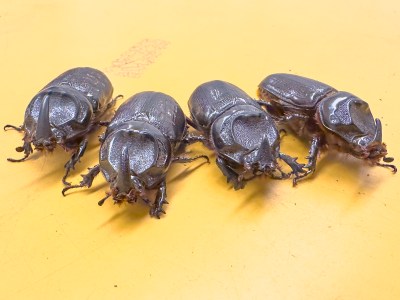 Coming To Terms With Invasive Coconut Rhinoceros Beetles