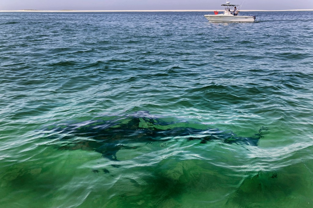 Shark bites sharks