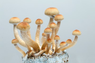 US Sen. Brian Schatz’s Subtle Push For More Psychedelic Research