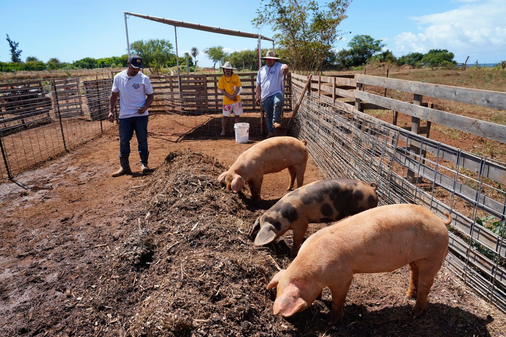 Adam Lee Bronson Calpito pigs consume eat coconut rhinoceros beetle grubs North Shore Stables root mulch piles