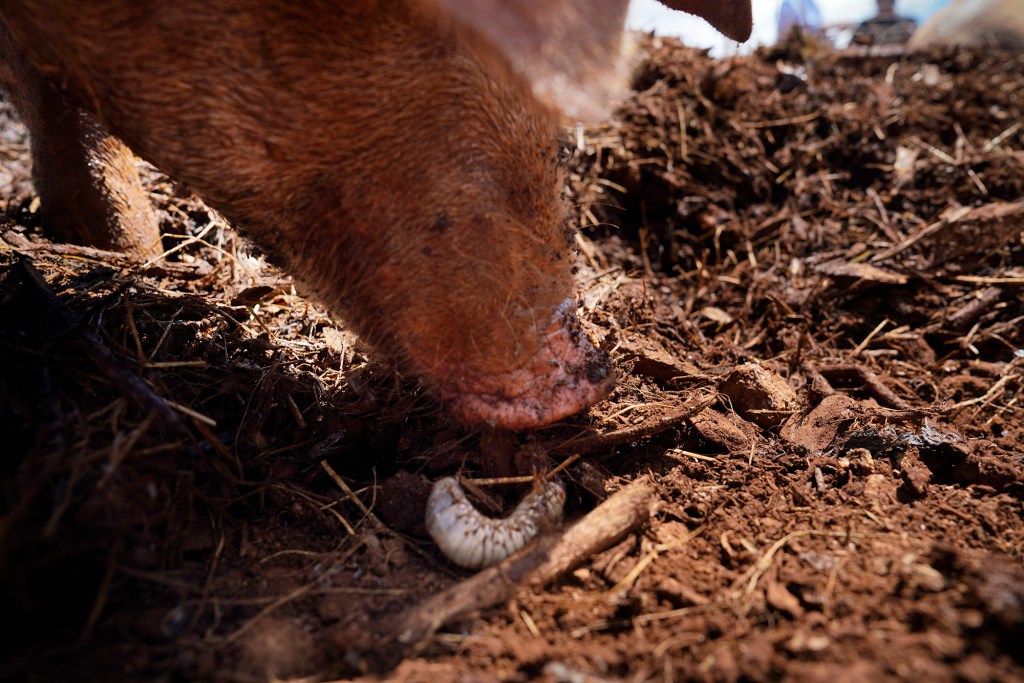 Adam Lee Bronson Calpito pigs consume eat coconut rhinoceros beetle grubs North Shore Stables root mulch piles