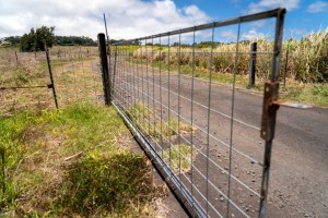Laupahoehoe community members are frustrated by the recent installation of two gates blocking a road long used for hiking, hunting and public enjoyment. (Nathan Eagle/Civil Beat/2023)