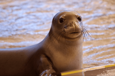 NOAA: Young Monk Seal Most Likely Killed Intentionally On Oahu