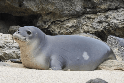 Monk Seal Pup Found Dead On Oahu’s North Shore