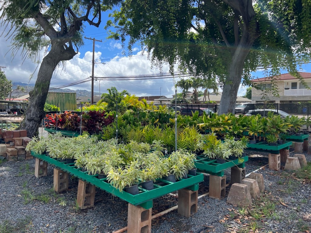 Linda Maeda-Lee Kaimuki nursery Catherine Toth Fox