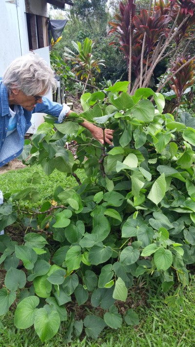 Edward Johnston inspects his Kava plant, a large green bush with heart-shaped leaves, at his home, where he grows several different Native Hawaiian varieties of the plant.