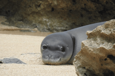 NOAA: Monk Seal Pup Most Likely Killed In Dog Attack
