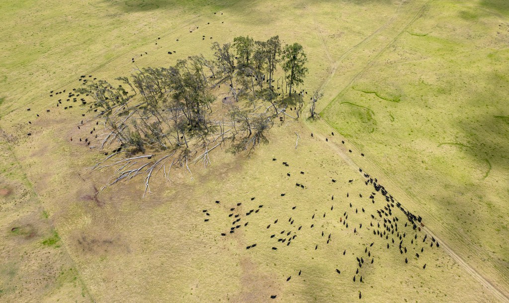 Cattle gather along Mana Road in Waimea on the Big Island in July 2023. (Nathan Eagle/Civil Beat/2023)