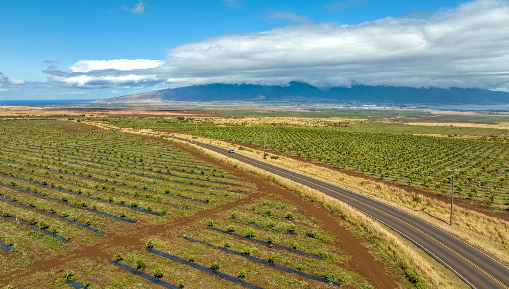 Mahi Pono farm fields on Maui.