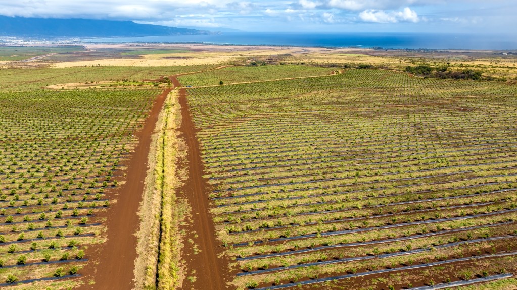 Irrigation cuts through Mahi Pono ag land on Maui, July 7, 2023. (Nathan Eagle/Civil Beat/2023)