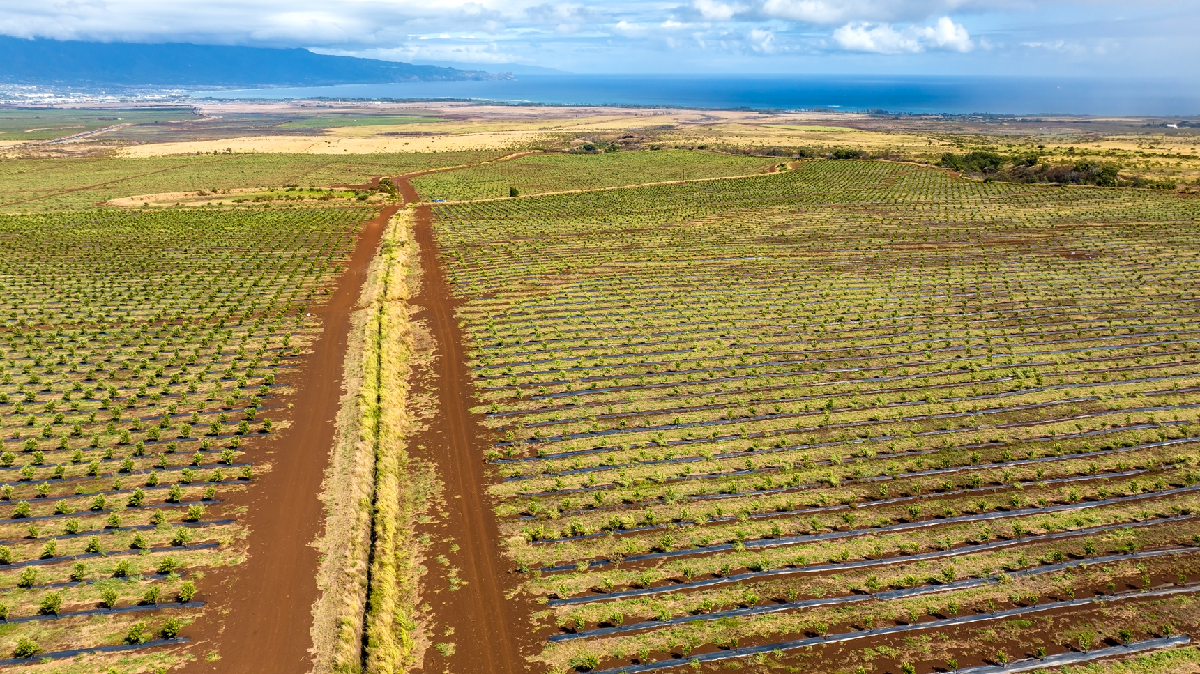 Irrigation cuts through Mahi Pono ag land on Maui, July 7, 2023. (Nathan Eagle/Civil Beat/2023)