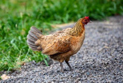 Trace Of Bird Flu Detected In Oahu Wastewater