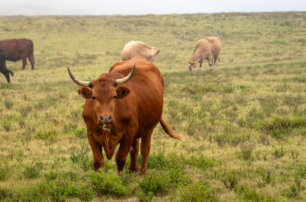 Cattle graze outside Waimea on the Big Island. (Nathan Eagle/Civil Beat/2023)