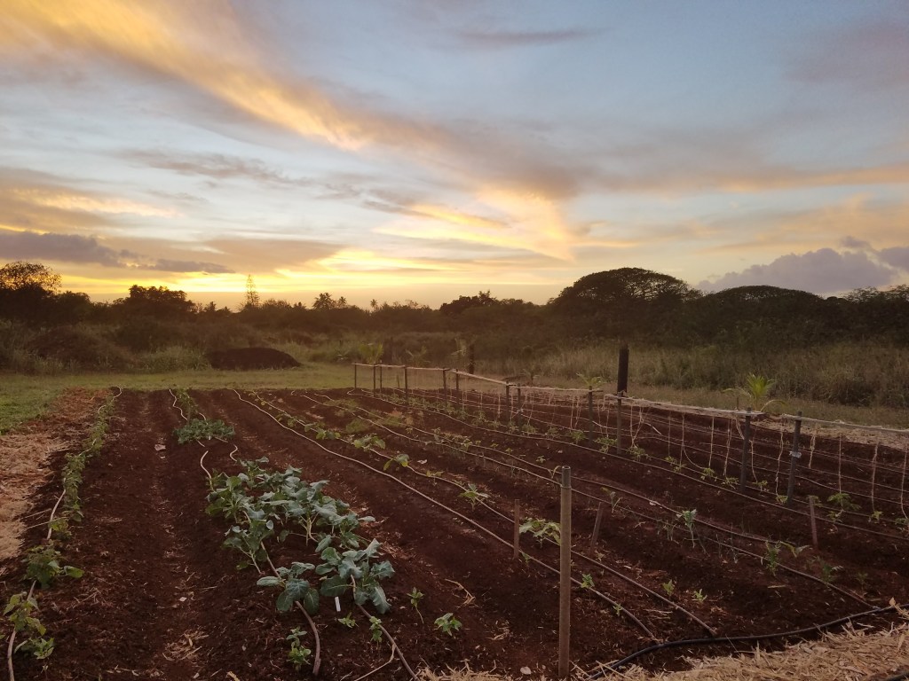Lokoea Farms in Haleiwa