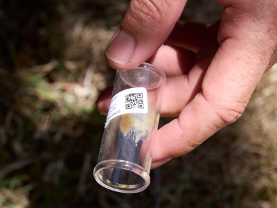 Invasive Species Are Rampant On Oahu And Stakeholders Are Calling Out DOA