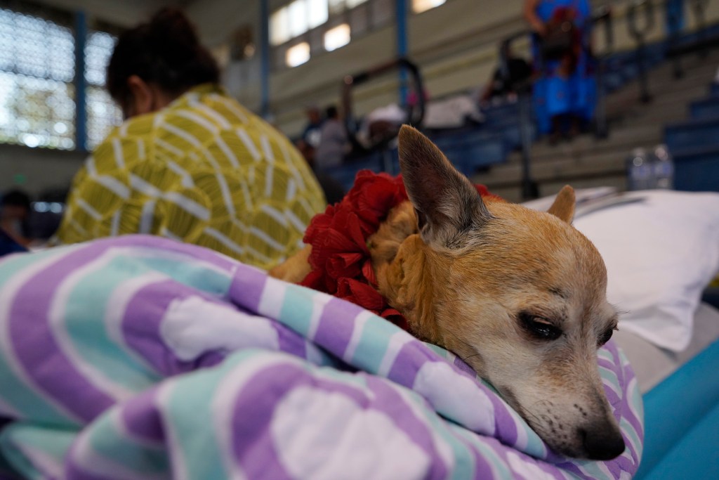 Kahului's War Memorial Gymnasium welcomed displaced pets as well as humans, including Olalani. (Kevin Fujii/Civil Beat/2023)