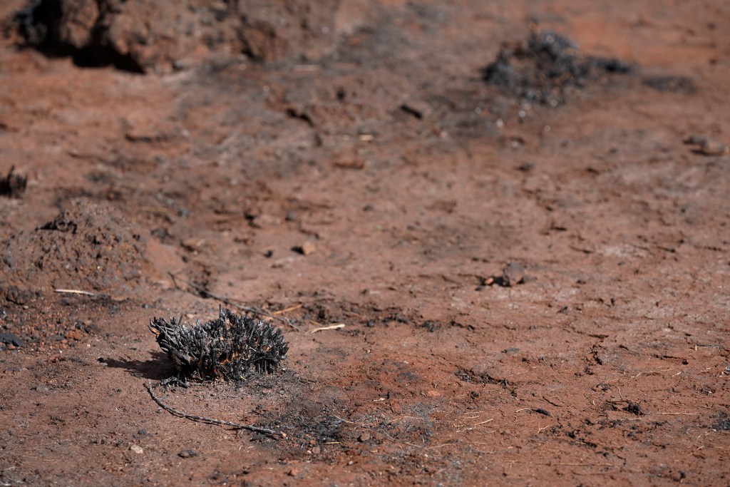 A charred stalk of guinea grass in the area mauka of the Lahaina Bypass where a wildfire burned last week is photographed Sunday, Aug. 13, 2023, in Lahaina. Utilities have not been fully restored.  (Kevin Fujii/Civil Beat/2023)