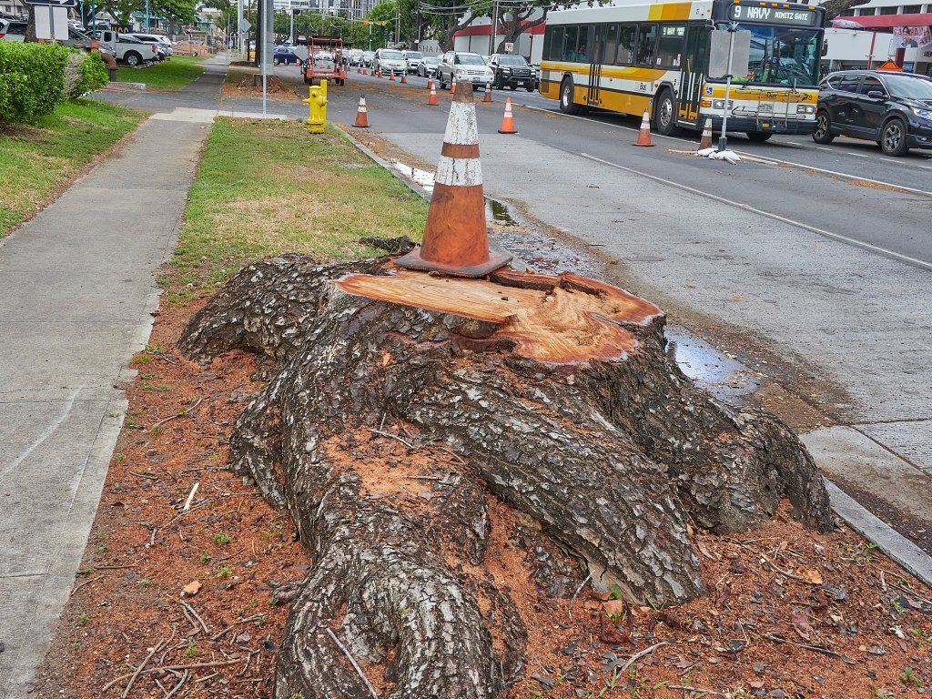 Tree stumps along Dillingham Blvd.