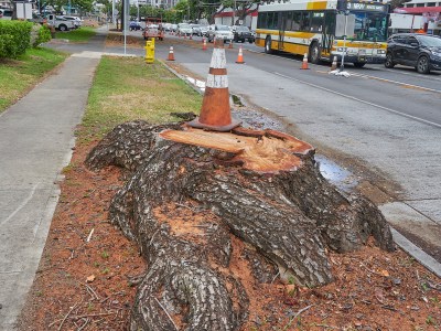 Denby Fawcett: The Honolulu Rail Project Has Destroyed Century-Old Shade Trees
