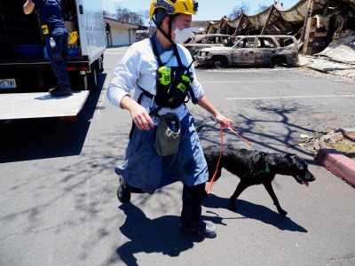 Dog Teams Speed Up Search Through Lahaina Fire Rubble As Death Toll Rises