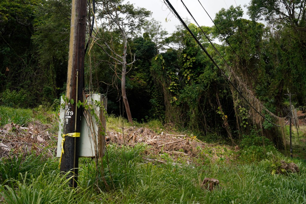 Tall, dry vegetation grows along Round Top Drive near overhead utility lines Sept. 13, 2023, in Honolulu. Residents concern is on the rise after a wildfire destroyed Maui’s historic town of Lahaina on Aug. 8. (Kevin Fujii/Civil Beat/2023)