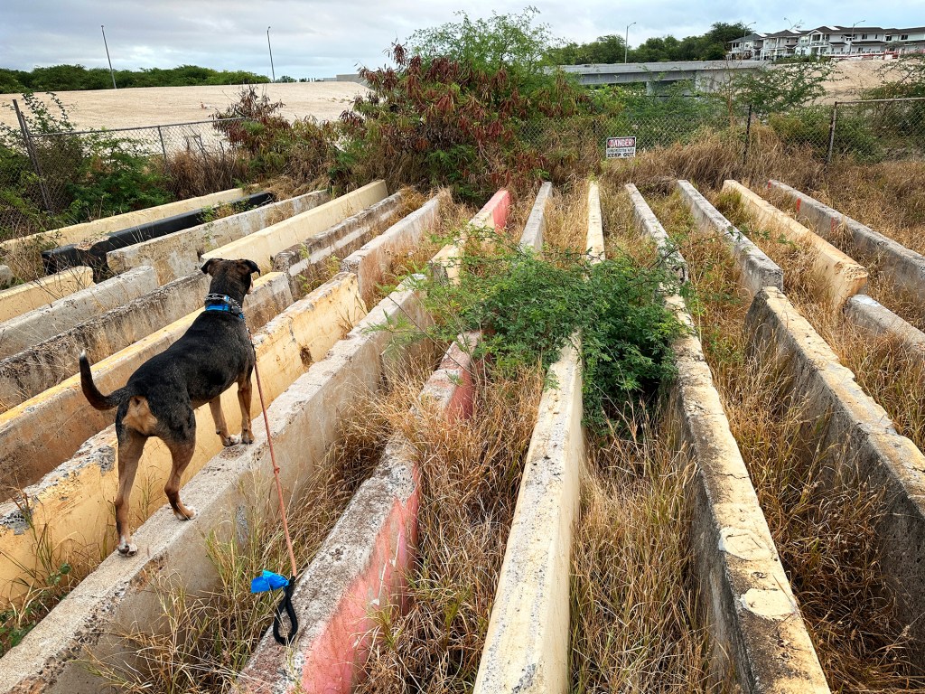 Monty walks on top of a road barricade above tall, dry vegetation Thursday, Sept. 14, 2023, in One’ula Beach Park in Ewa Beach. Residents concern is on the rise after a wildfire destroyed Maui’s historic town of Lahaina on Aug. 8. (Kevin Fujii/Civil Beat/2023)