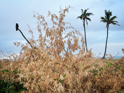 Hawaii’s Climate Future: Dry Regions Will Get Drier, Wet Areas Will Get Wetter