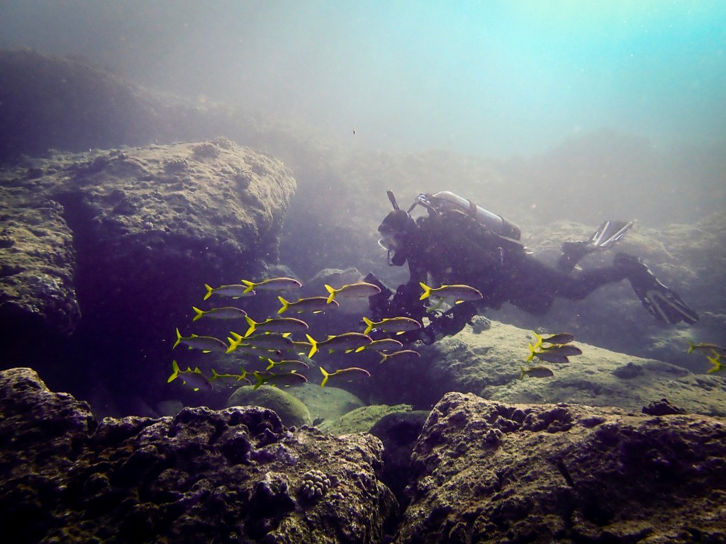Randy Gillespie encounters a North Shore traffic jam with a school of yellowfin goatfish during a Friday, Sept. 15, 2023, dive from Sharks Cove in Pupukea. Many other beautiful sea creatures were encountered on this 90-minute dive including other fish, moray eels, nudibranchs and one small honu. (Kevin Fujii/Civil Beat/2023)
