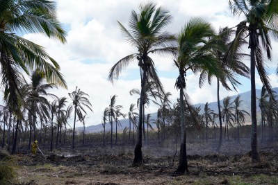 Hawaii Wildfire-Fighting Force Eyes Eightfold Increase In Funding