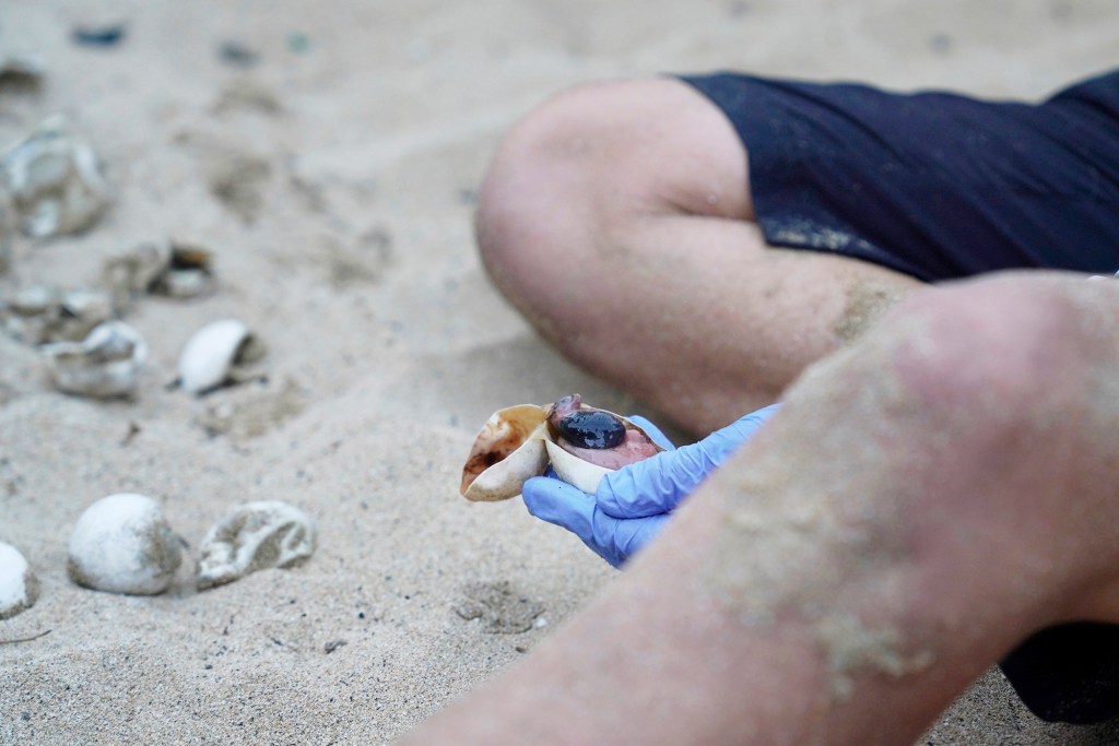 U.S. Fish and Wildlife biologists Sheldon Plentovich opens a late-stage embryonic green sea turtle egg which didn’t fully form Monday, Oct. 2, 2023, at Sandy Beach in Honolulu. The not-fully viable honu in this and 10 other eggs like it tell the biologists a majority of this nest hatched successfully. Sixty-one live hatchlings and 72 total eggs were found. (Kevin Fujii/Civil Beat/2023)