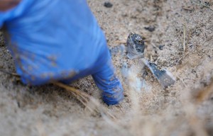 U.S. Fish and Wildlife biologists Sheldon Plentovich and Elyse Sachs reach the first honu hatchling on top of a nest of green sea turtle eggs Monday, Oct. 2, 2023, at Sandy Beach in Honolulu. This hatchling was entrapped by improperly disposed fishing line and the roots of grass. The entanglement prevented it and the others below it to emerge the previous evening. Biologist Sachs compares this to an emergency cesarian section to the remaining hatchlings can survive. (Kevin Fujii/Civil Beat/2023)