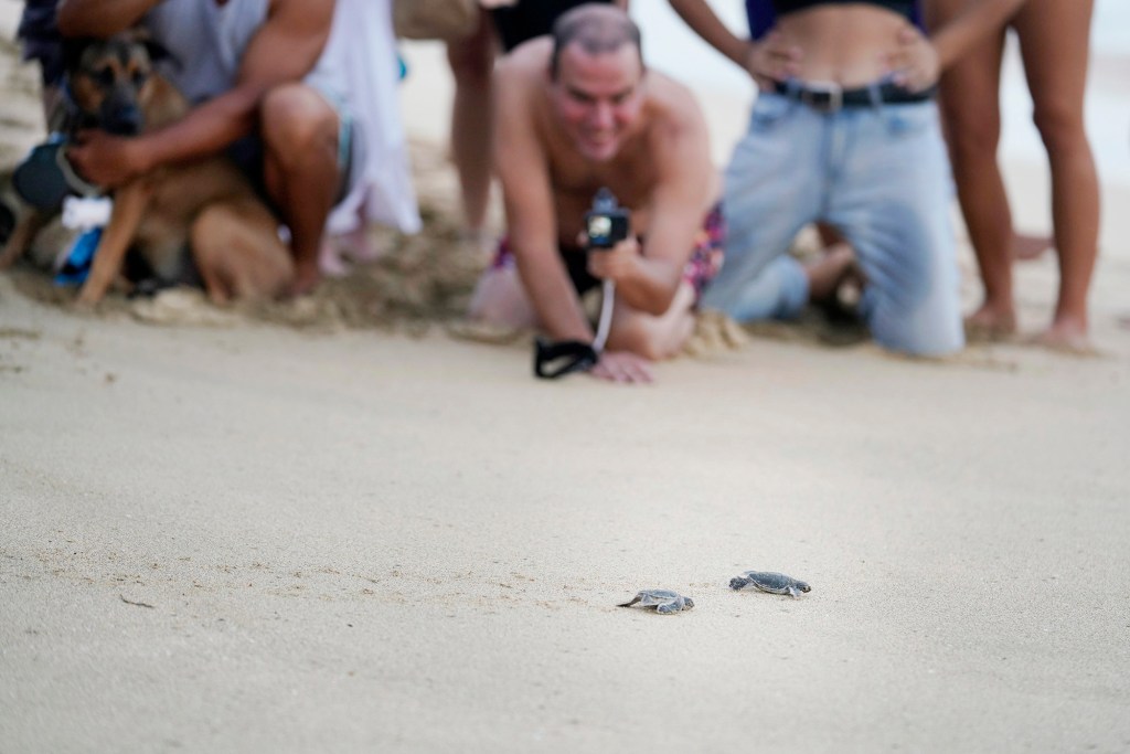 U.S. Fish and Wildlife biologists Sheldon Plentovich and Elyse Sachs excavate a hong nest of eggs Monday, Oct. 2, 2023, at Sandy Beach in Honolulu. The hatchlings needed help after only a small handful emerged from the nest the previous night. This led the biologists to believe other hatchlings were somehow trapped. After digging, the first hatchling was found to be entrapped by fishing line and the roots of grass which prevented it and the others below it to emerge the previous evening. Biologist Sachs compares this to an emergency cesarian section to the remaining hatchlings can survive. (Kevin Fujii/Civil Beat/2023)