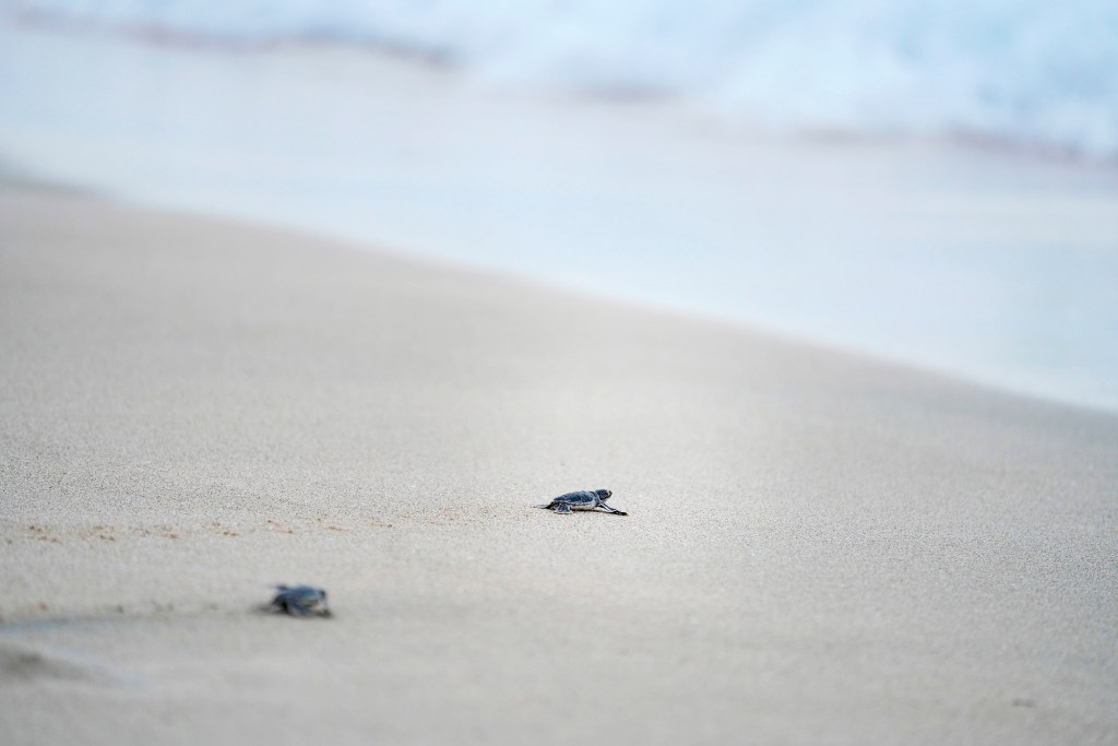 Two honu hatchlings make their way toward the ocean Monday, Oct. 2, 2023, at Sandy Beach in Honolulu. The hatchlings needed help after only a small handful emerged from the nest the previous night. This led the biologists to believe other hatchlings were somehow trapped. After digging, the first hatchling was found to be entrapped by fishing line and the roots of grass which prevented it and the others below it to emerge the previous evening. Biologist Sachs compares this to an emergency cesarian section to the remaining hatchlings can survive. (Kevin Fujii/Civil Beat/2023)
