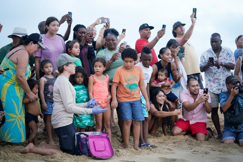 U.S. Fish and Wildlife biologist Sheldon Plentovich asks a large crowd of approximately 80 people, “Isn’t this so cool?” as they watch and video the release of green sea turtle hatchlings Monday, Oct. 2, 2023, at Sandy Beach in Honolulu. The honu hatchlings needed help after only a small handful emerged from the nest the previous night. This led the biologists to believe other hatchlings were somehow trapped. After digging, the first hatchling was found to be entrapped by fishing line and the roots of grass which prevented it and the others below it to emerge the previous evening. Biologist Sachs compares this to an emergency cesarian section to the remaining hatchlings can survive. (Kevin Fujii/Civil Beat/2023)