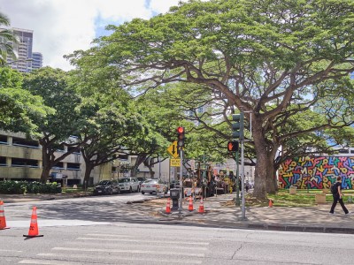Want To Cool Down Honolulu? Plant A Lot More Trees