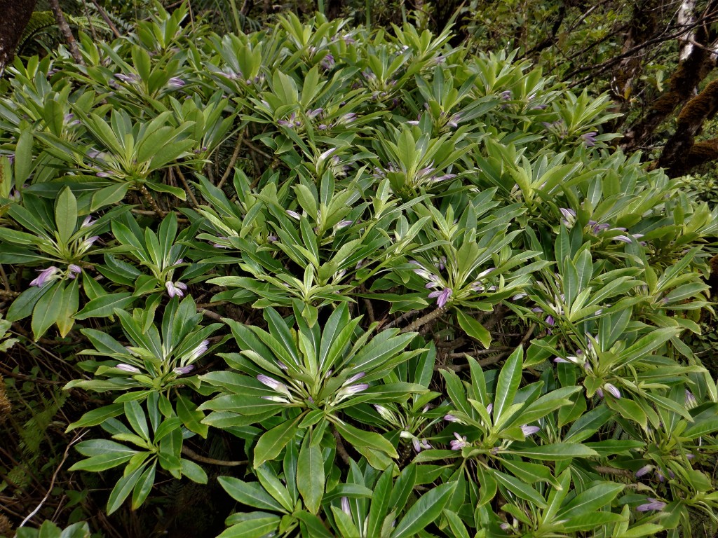 Clermontia hanaulaensis is a critically endangered plant that botanist Hank Oppenheimer discovered in West Maui. (Courtesy: DLNR)