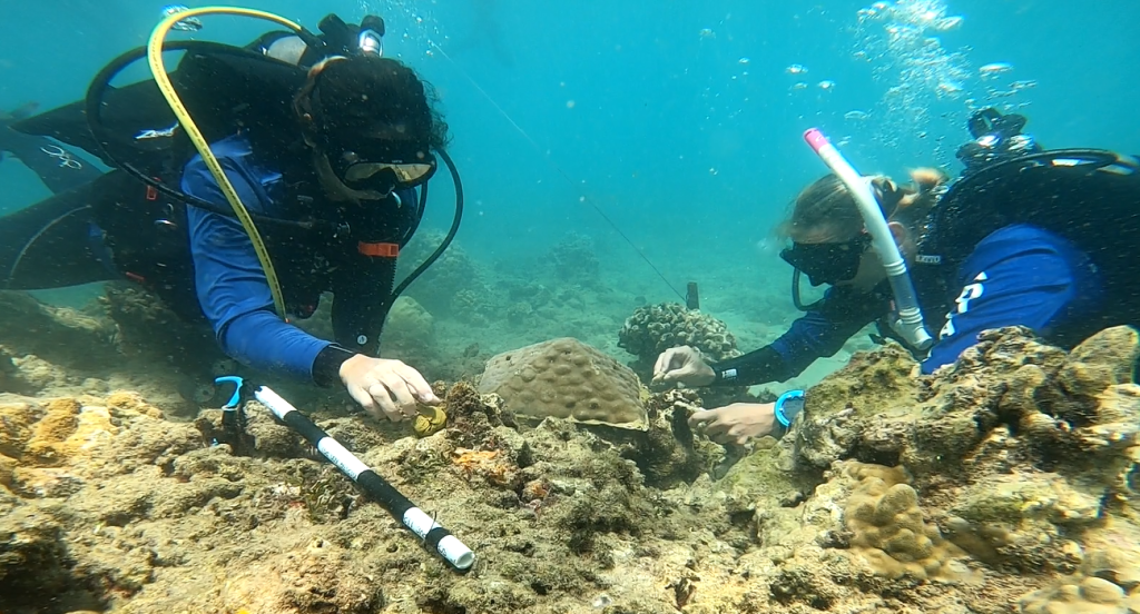 Two DAR SCUBA divers outplant a nursery-grown coral module at a reef restoration site.