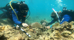 Two DAR SCUBA divers outplant a nursery-grown coral module at a reef restoration site.