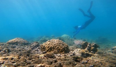 Lab-Grown Corals Help Restore Damaged Reef In Hanauma Bay